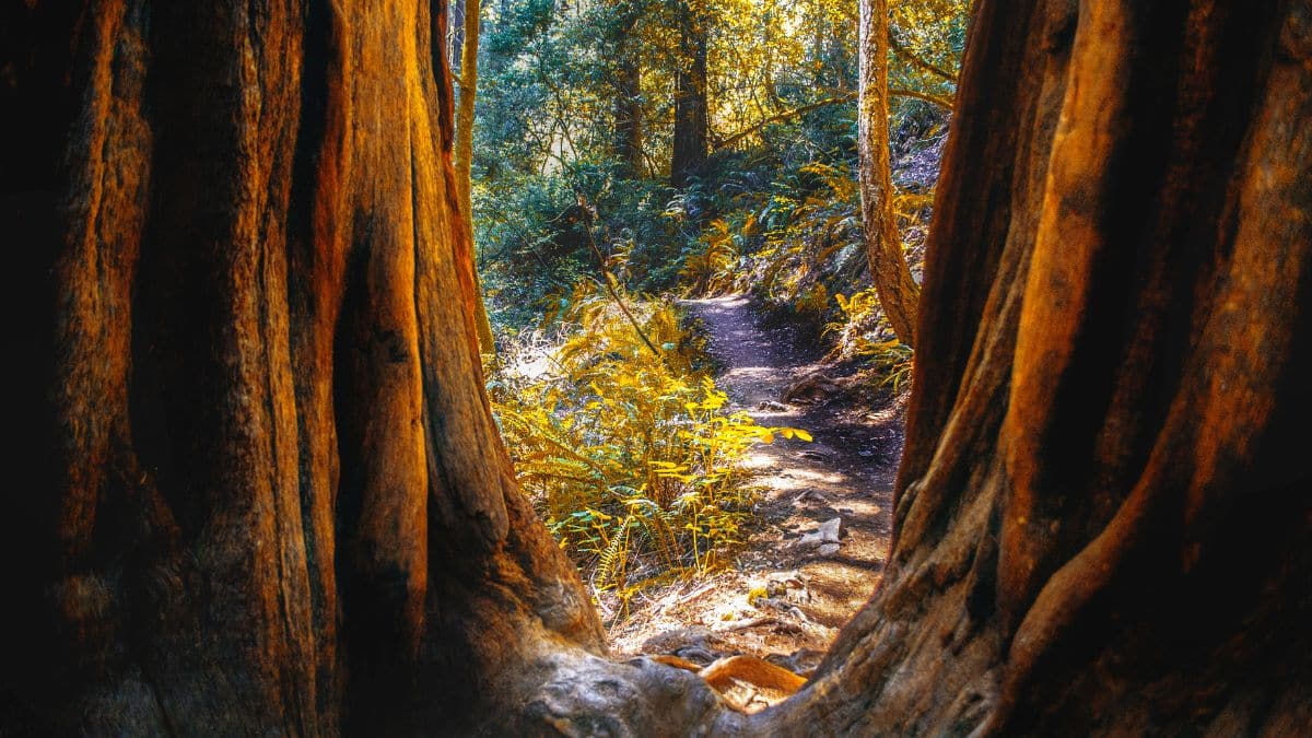 Nature trail in the forest with large trees and rich vegetation